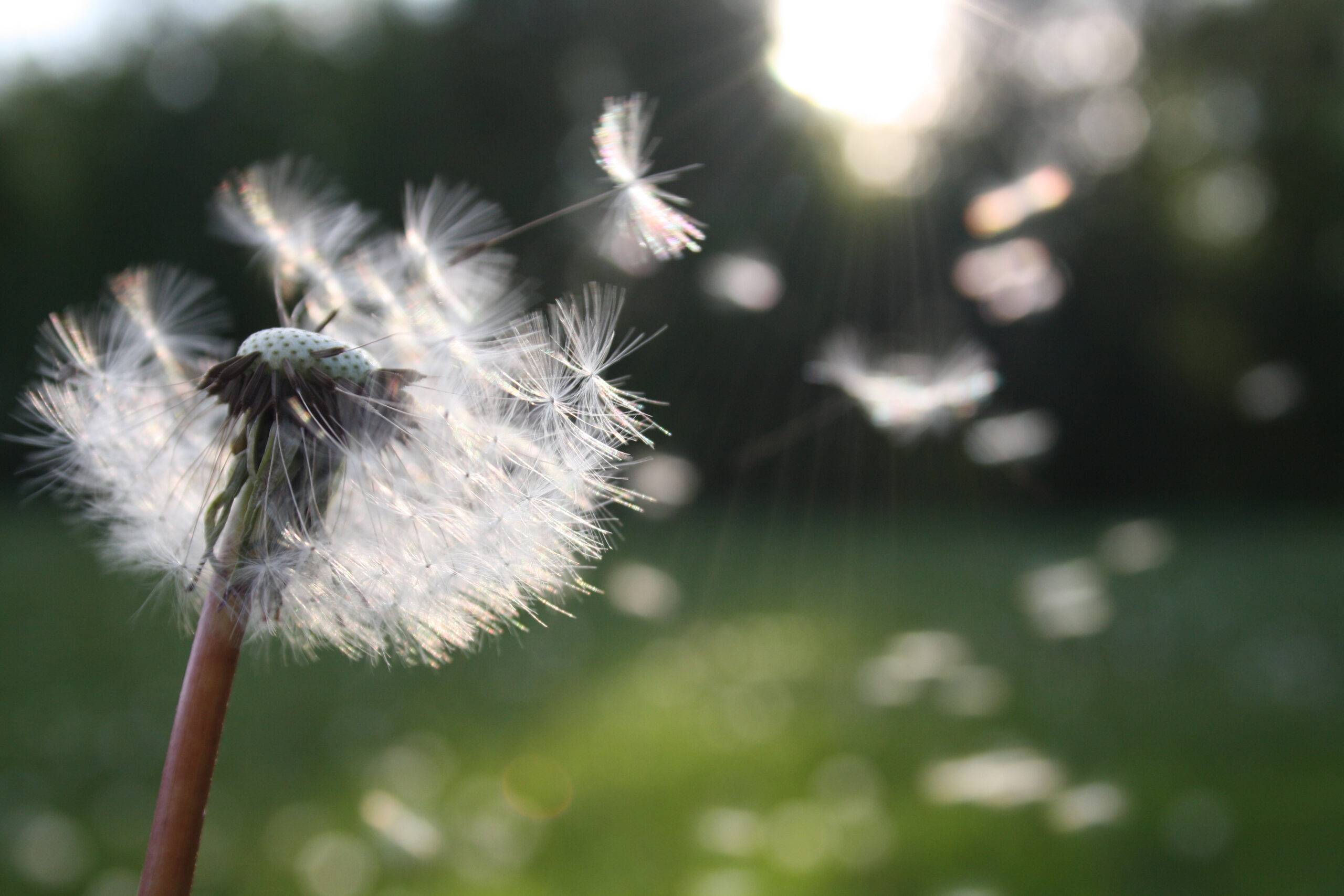 Canva White Dandelion Flower Shallow Focus Photography Scaled
